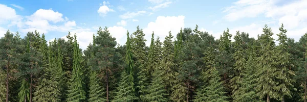 Renderowanie Panoramy Tła Lasu Iglastego Szczegółowe Zewnętrzne Tło Pagórkowatego Lasu — Zdjęcie stockowe