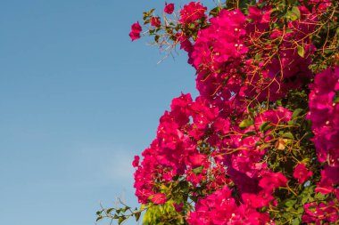 bougainvillea çiçek açan pembe ve kırmızı çiçekler mavi arka planda