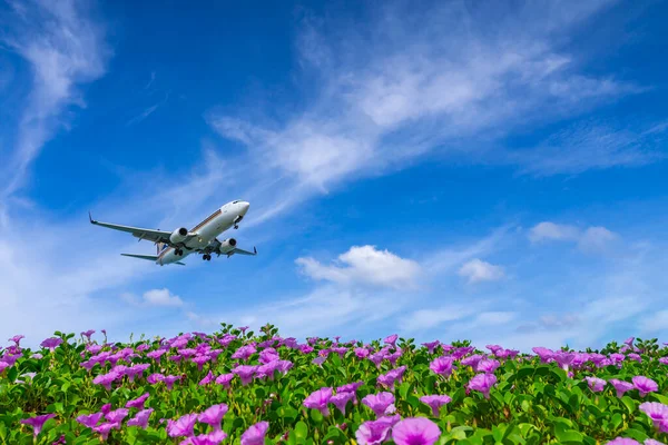Phuket Havaalanı Tayland 'daki çiçek tarlasına inen uçak..