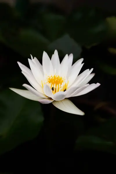lotus flower in shadow on background. closeup white lotus isolated. alone white lotus in dark shadow.
