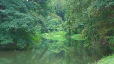 Nehir yansımalı yeşil yağmur ormanı ağaç tüneli