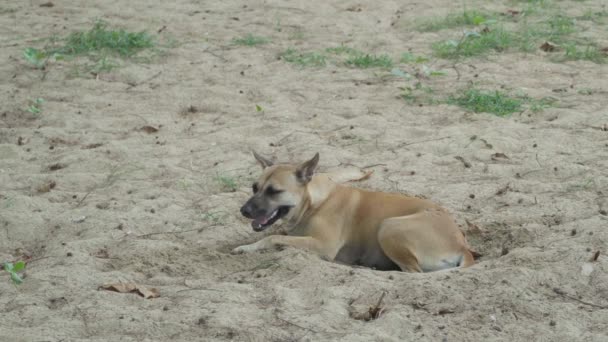 茶色の犬は砂の上に横たわる穴を掘って閉じる — ストック動画