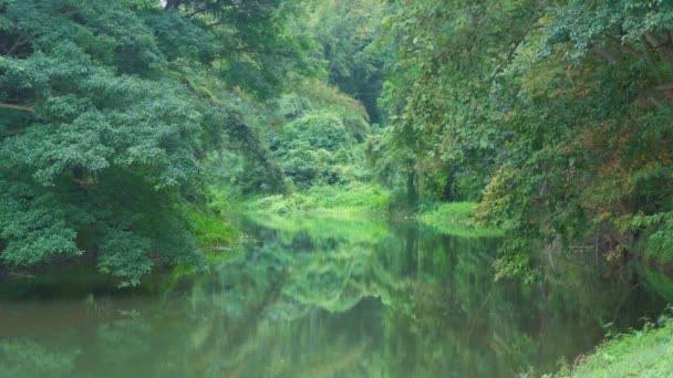 川の反射と緑の熱帯雨林の木のトンネル — ストック動画