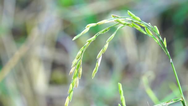 Ears Rice Rice Field Blurred Field Background Rural Rice Field — Vídeo de Stock