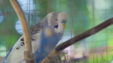 A Parakeets or budgies stands and chirps on a branch in a cage.