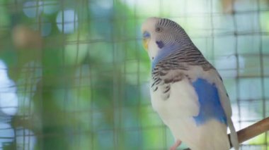 Two Parakeets or budgies are playing in a cage.