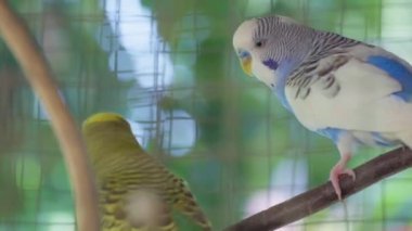Two Parakeets or budgies are playing in a cage.