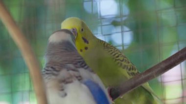 Two Parakeets or budgies are playing in a cage.