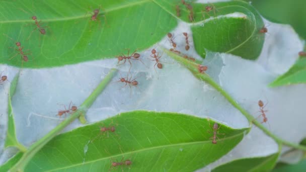 Red Ants Patrol Nest Selective Focus — 图库视频影像
