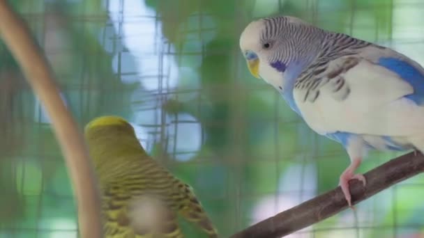 Two Parakeets Budgies Playing Cage — Vídeo de stock