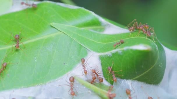 Red Ants Patrol Nest Selective Focus — Stockvideo