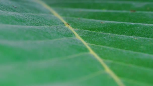 Marco Texture Green Leaf Veins Selective Focus Blur Background — Wideo stockowe