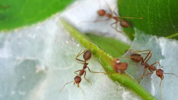 巣の上に赤いアリのパトロール 選択的焦点 — ストック動画