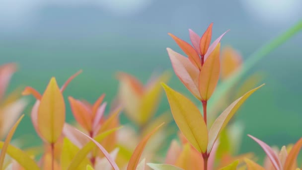 Close Orange Leaves Blown Wind Blurred Mountain Backdrop Copy Space — Stock video