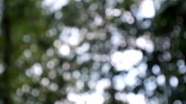 Güzel yeşil bulanık bokeh parlak arkaplan, yeşil yapraklar bokeh açık arkaplan