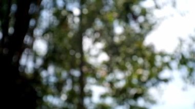 Beautiful natural green blur bokeh vibrant  background, green leaves bokeh light background
