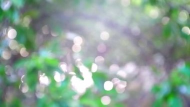 Soyut yeşil ışıklar deniz kenarında bokeh ile bulanık, ağaçlar bulanık arkaplan, Bokeh ve parlak dairesel animasyon
