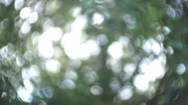 Beautiful natural green blur bokeh vibrant  background, green leaves bokeh light background