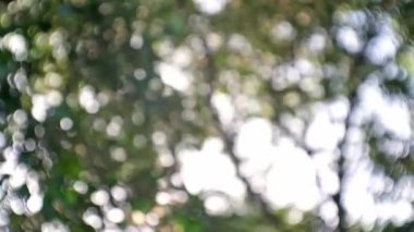 Güzel yeşil bulanık bokeh parlak arkaplan, yeşil yapraklar bokeh açık arkaplan