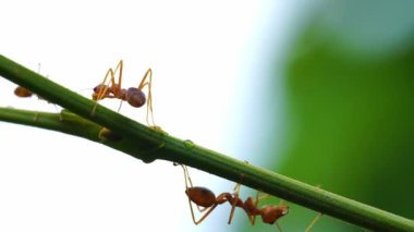 Close up of a red ant walks on a tree branch on natural blur background.