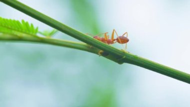 Close up of a red ant walks on a tree branch on natural blur background.