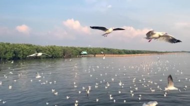 Slow motion, Seagulls flying in the sea wind, Bang Pu, Samut Prakan, Thailand