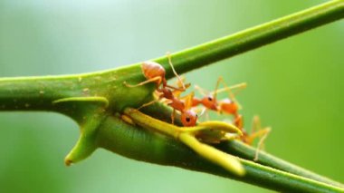 Close up of a red ant walks on a tree branch on natural blur background.