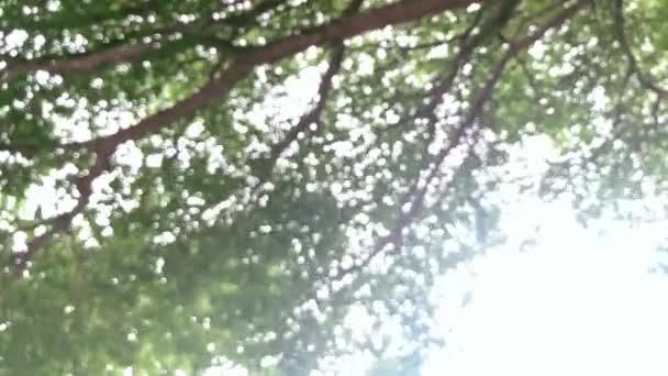 Αφηρημένη Θολή Φώτα Δέντρο Bokeh Φόντο Λάμψη Φόντο — Αρχείο Βίντεο