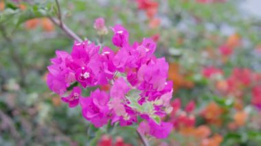 Bougainvillea 'nın güzelliği çiçeklerin rengi yaprakların rengiyle çelişiyor..