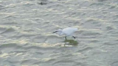 A white bird looking for prey in the water.