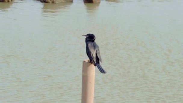 Ein Schwarzer Vogel Hockt Auf Einer Bambusstange Und Sucht Meer — Stockvideo