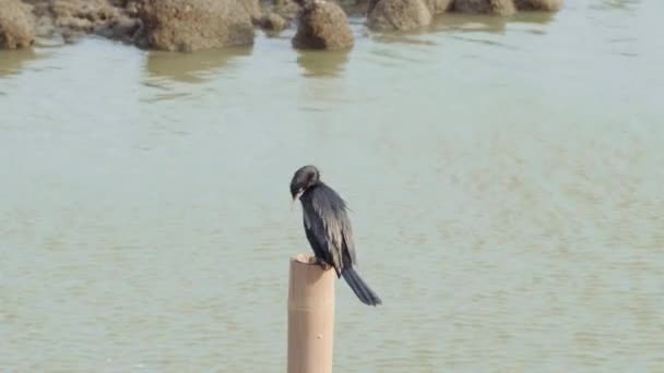 Pássaro Preto Empoleirado Poste Bambu Procura Presas Mar — Vídeo de Stock