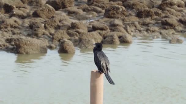 Black Bird Perched Bamboo Pole Looking Prey Sea — Stock video