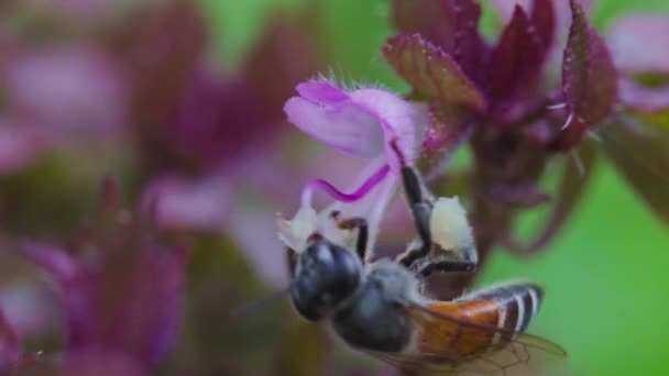 小さな蜂が飛んで花から蜜を吸っています — ストック動画