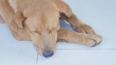 Brown dog lying on the tiled floor during daytime, close up shot