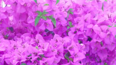 Mor bougainvillea çiçeklerinin güzelliği tam çiçek açmış.