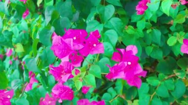 the beauty of bougainvillea The color of the flowers contrasts with the color of the leaves.