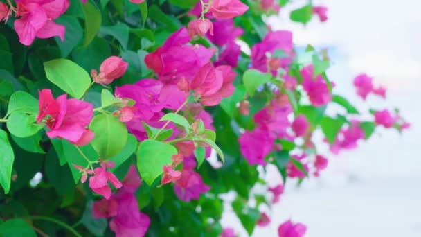Beauty Bougainvillea Color Flowers Contrasts Color Leaves — ストック動画