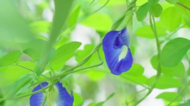 Close-up of butterfly pea flowers in the house garden