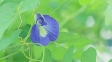 Close-up of butterfly pea flowers in the house garden