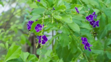 Close-up of Purple flowers blooming on blurred leaves background. Duranta erecta 