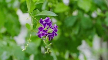 Close-up of Purple flowers blooming on blurred leaves background. Duranta erecta 