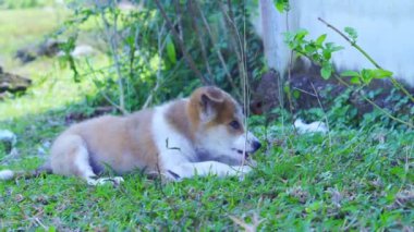 Çimenlerde yatan bir köpek yavrusu