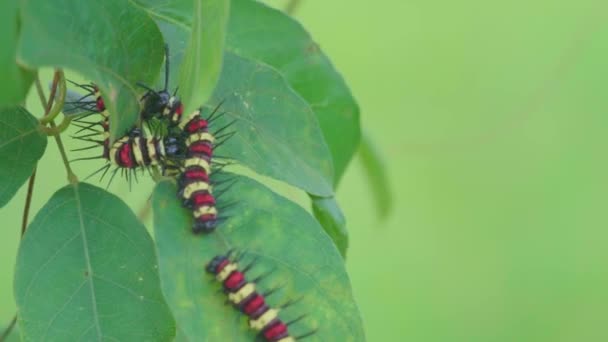 Colorful Caterpillars Clustered Green Leaves Blurred Background — Stockvideo