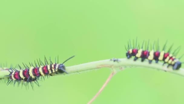 Colorful Caterpillar Walks Branch Blurry Background — Video