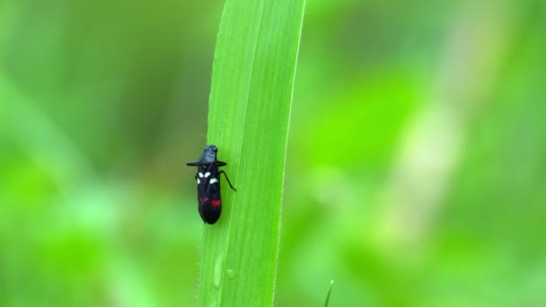 Close Black Insect Perched Green Leaf Swaying Wind — 图库视频影像
