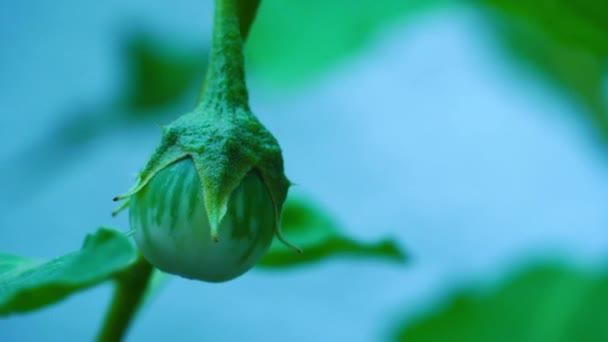 Organic Eggplant Fenced Garden Limited Space — стоковое видео