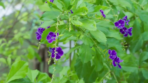 Zbliżenie Purpurowe Kwiaty Kwitnące Zamazanym Tle Liści Duranta Erecta — Wideo stockowe