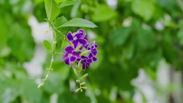 Close Purple Flowers Blooming Blurred Leaves Background Duranta Erecta — Videoclip de stoc