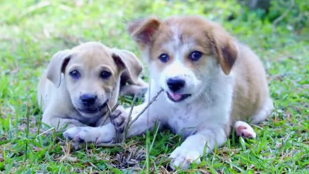Two Puppies Lying Grass — Vídeo de Stock
